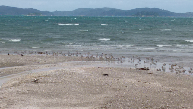godwits